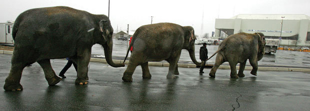 It's a classic image: elephants lumbering trunk to tail. But is this docility born of positive reinforcement—or fear of being beaten?: Keith Meyers/The New York Times/Redux