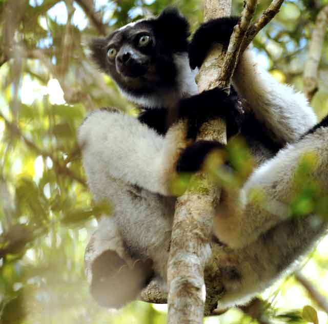 The indri, the largest species of lemur © Conservation International/photo by Russell A. Mittermeier