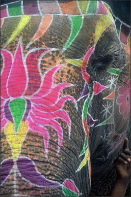 asia_india_elephant_400h.jpg