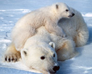 polar-bear150x180.jpg