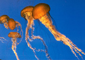 JellyFish2.jpg