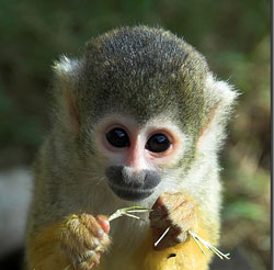 Cute Endangered Animal: Mono Titi – Mother Jones