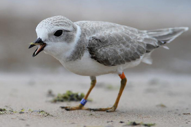 piping plover