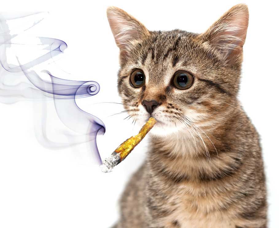 cats smoking weed