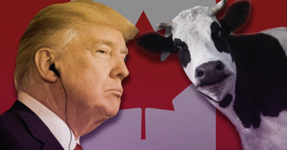 Here’s Why Trump Is Having a Cow Over Canadian Milk
