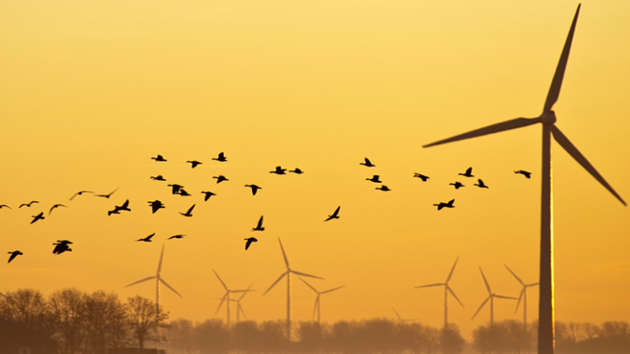 8 Ways Wind Power Companies Are Trying to Stop Killing Birds and ...